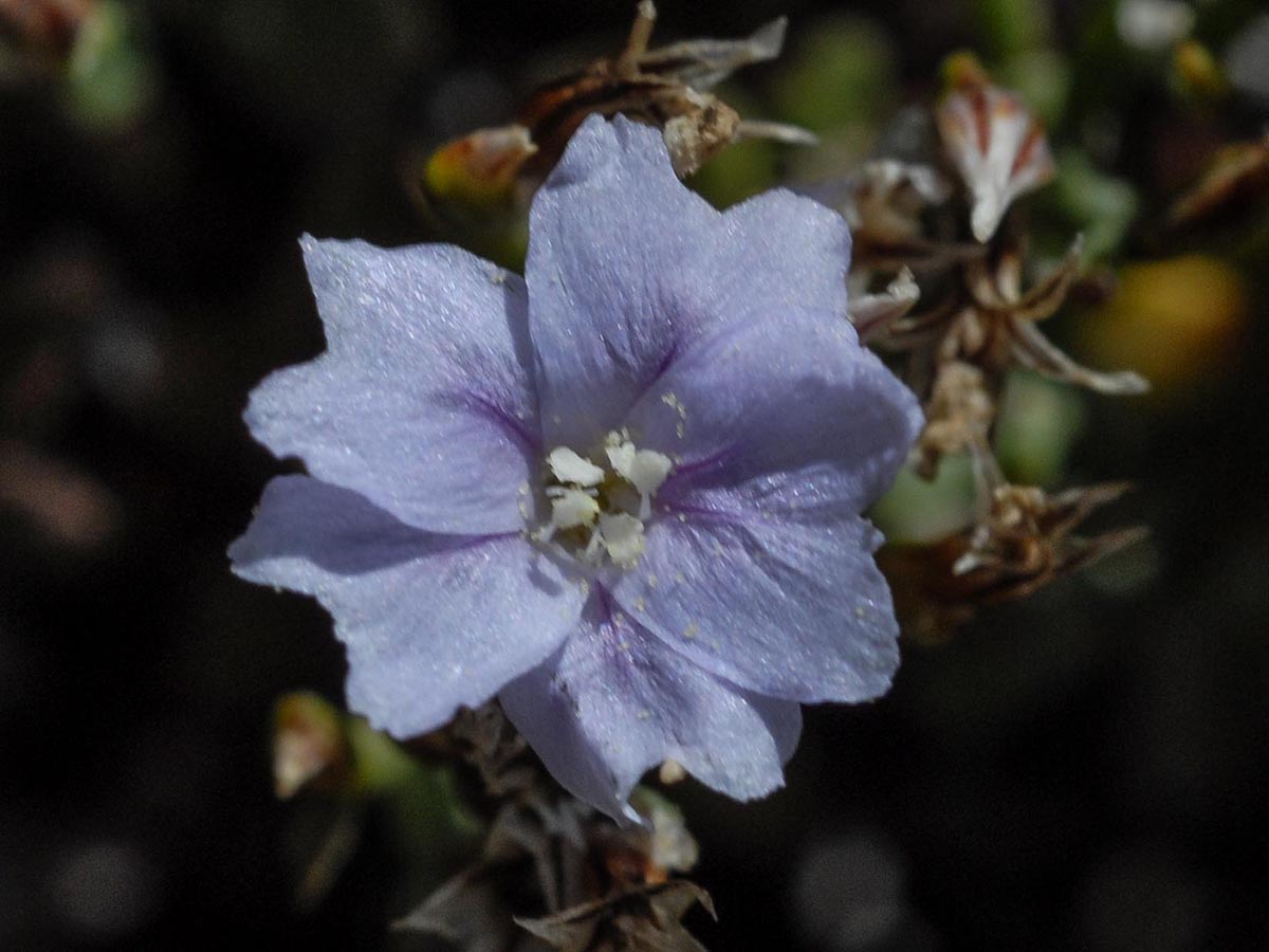 Blüte